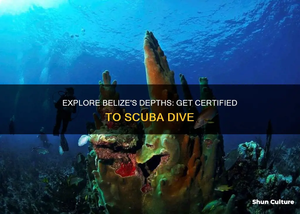 can you get certified to scuba dive in belize