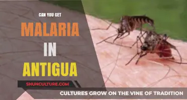 Malaria Risk in Antigua: What Travelers Need to Know
