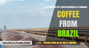 Is Brazilian Coffee Safe? Schistosomiasis Risks Debunked