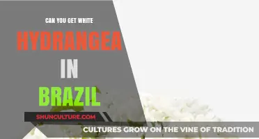 White Hydrangeas in Brazil: Availability, Care, and Growing Tips