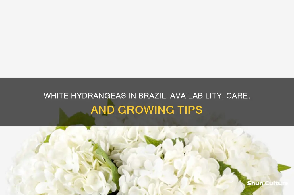 can you get white hydrangea in brazil