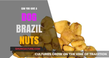 Are Brazil Nuts Safe for Dogs? A Pet Owner's Guide