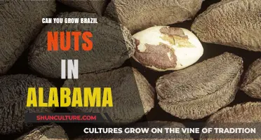 Growing Brazil Nuts in Alabama: Climate Challenges and Possibilities