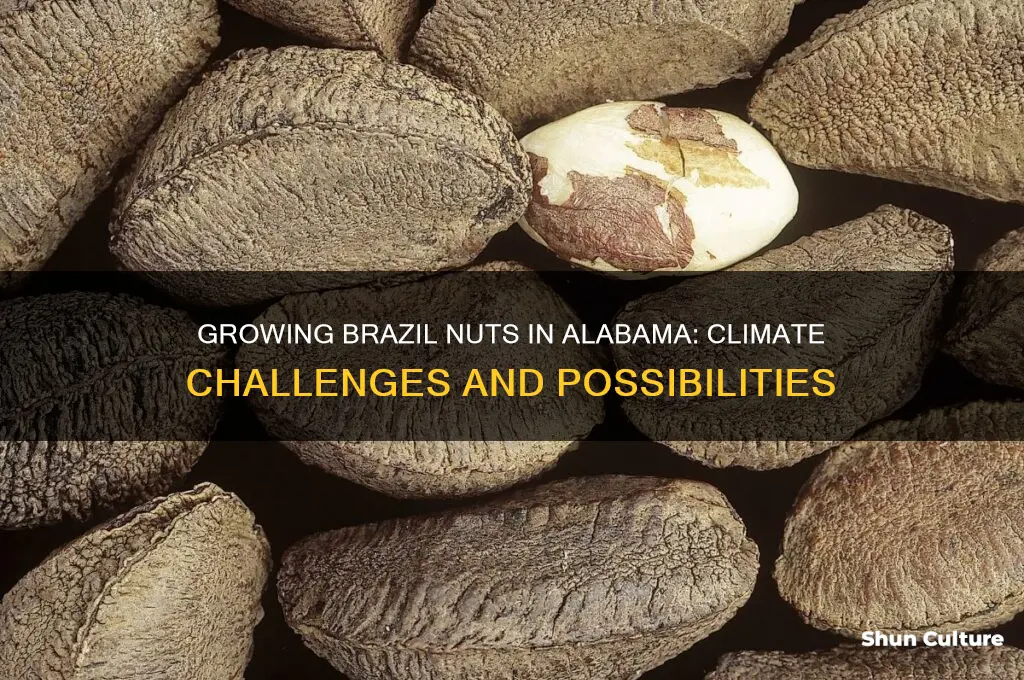 can you grow brazil nuts in alabama