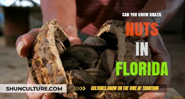 Growing Brazil Nuts in Florida: Climate Challenges and Cultivation Tips