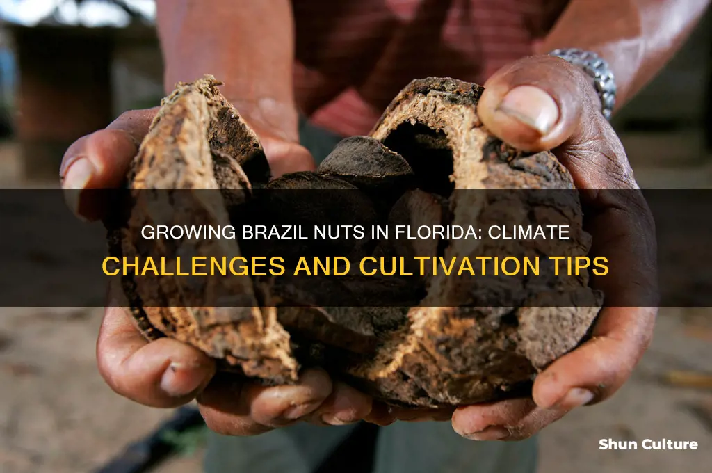 can you grow brazil nuts in Florida