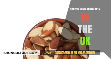 Growing Brazil Nuts in the UK: Climate Challenges and Possibilities