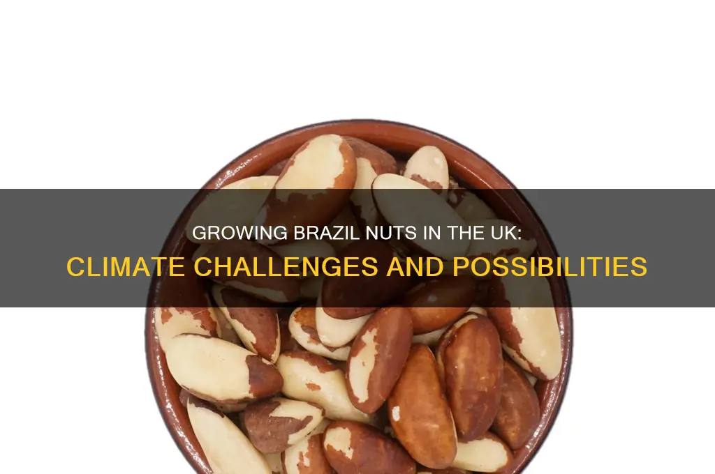 can you grow brazil nuts in the uk