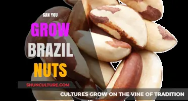 Growing Brazil Nuts: Challenges, Tips, and Possibilities for Home Gardeners