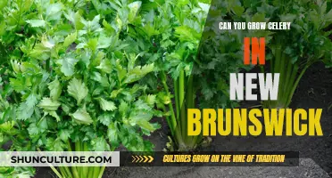Growing Celery in New Brunswick