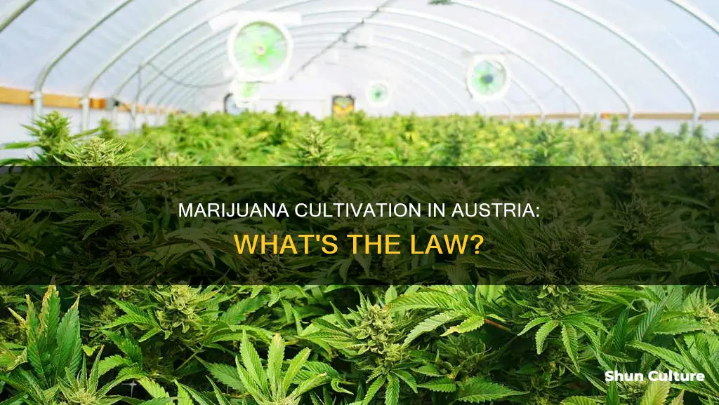 can you grow marijuana in austria