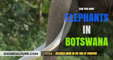 Exploring Botswana's Elephant Hunting Ban: Conservation, Tourism, and Wildlife Protection
