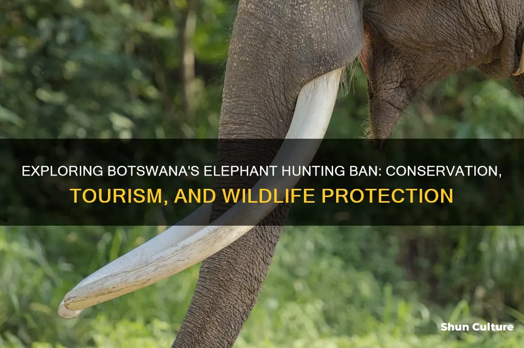 can you hunt elephants in botswana