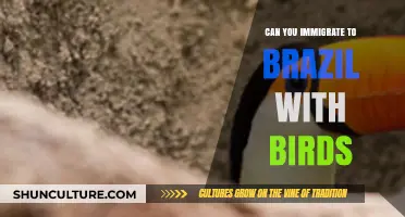Bringing Birds to Brazil: Immigration Rules and Pet Relocation Guide