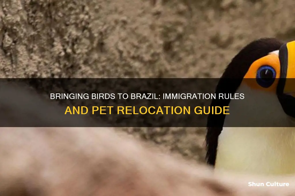 can you immigrate to brazil with birds