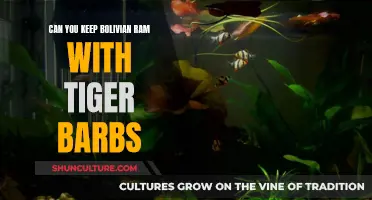 Tiger Barbs and Bolivian Rams: Compatible Tank Mates?