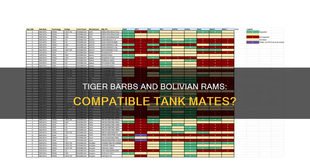 can you keep bolivian ram with tiger barbs