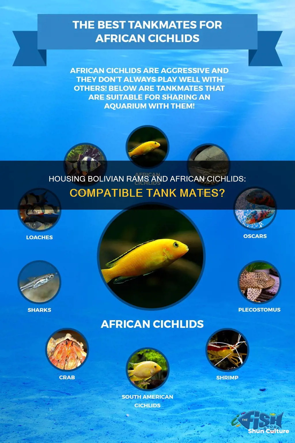 can you keep bolivian rams together with african cichlids