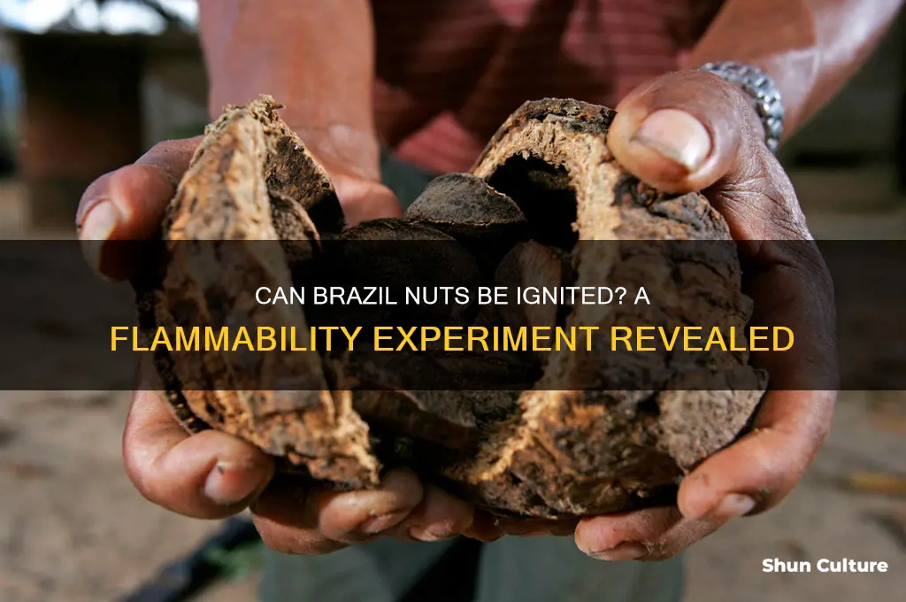 can you light a brazil nut on fire