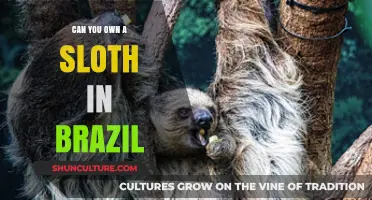 Owning a Sloth in Brazil: Legalities, Challenges, and Ethical Considerations