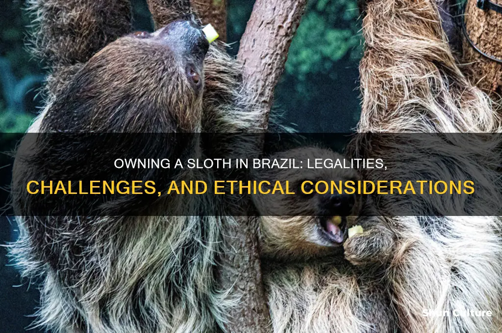 can you own a sloth in brazil