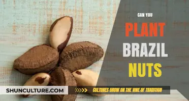 Growing Brazil Nuts: Tips for Planting and Cultivating at Home
