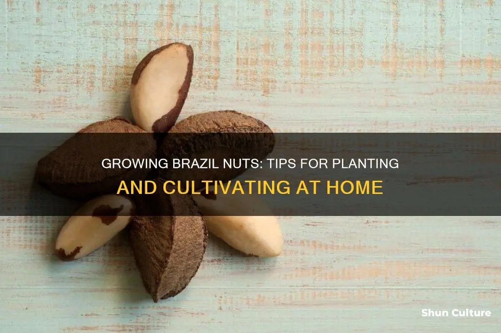 can you plant brazil nuts
