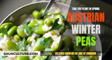 Spring Planting: Austrian Winter Peas Guide