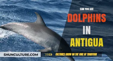 Spotting Dolphins in Antigua: A Guide to Unforgettable Marine Encounters