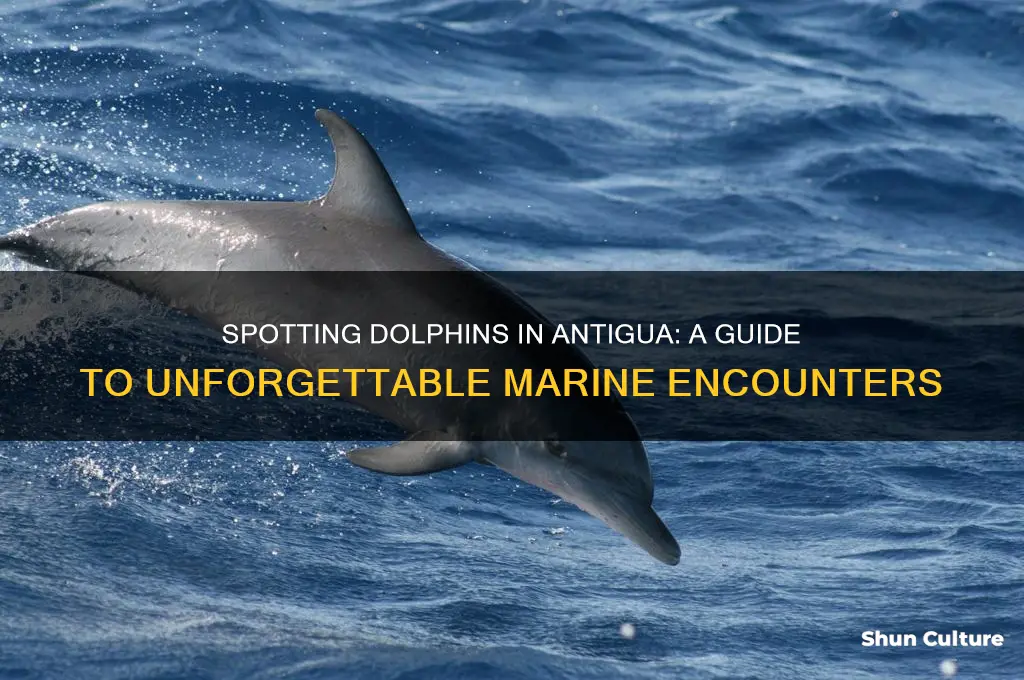 can you see dolphins in antigua