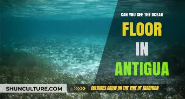 Exploring Antigua's Ocean Floor: Visibility and Underwater Wonders Revealed