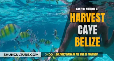 Snorkeling at Harvest Caye, Belize: What to Expect