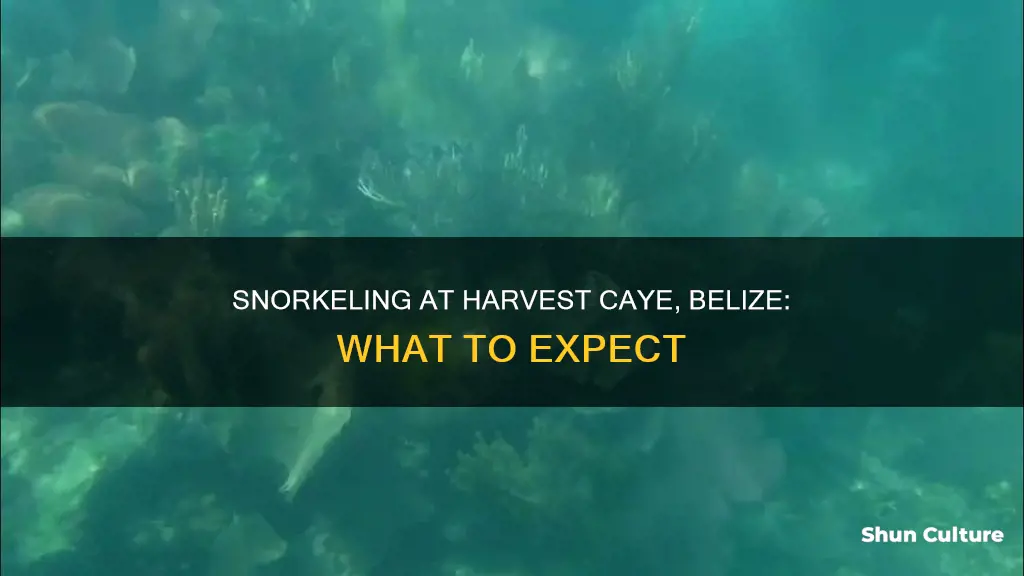 can you snorkel at harvest caye belize