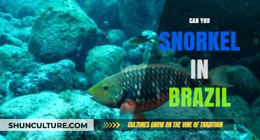 Discover Brazil's Underwater Wonders: Snorkeling Hotspots and Marine Life