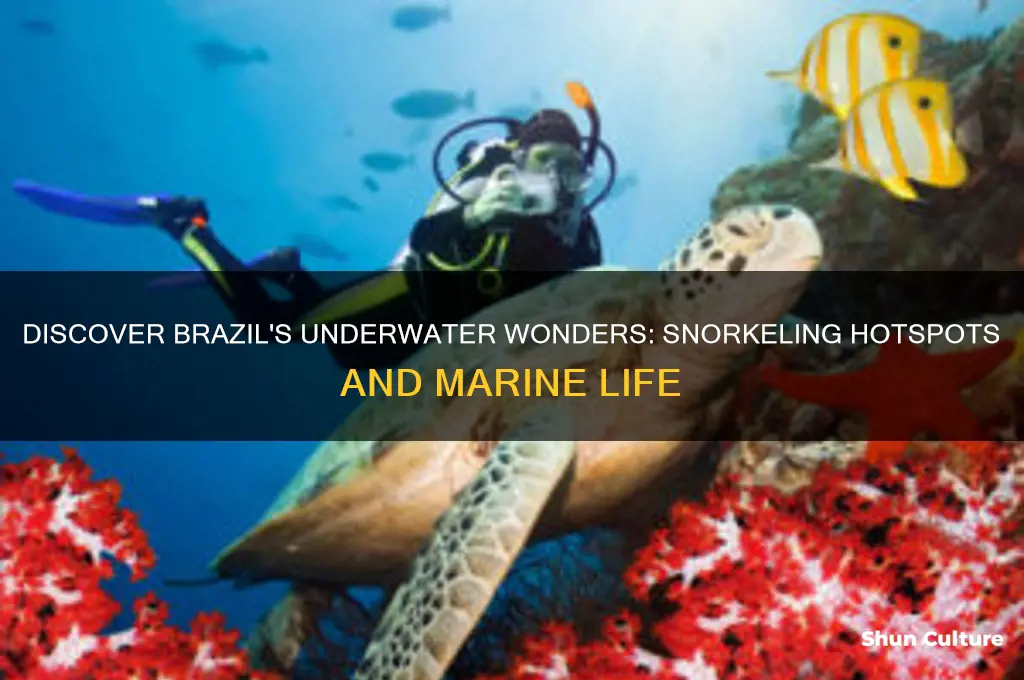 can you snorkel in brazil