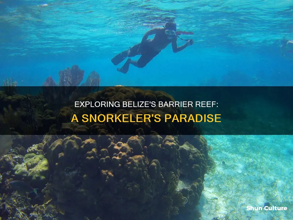 can you snorkle the belize barrier reef