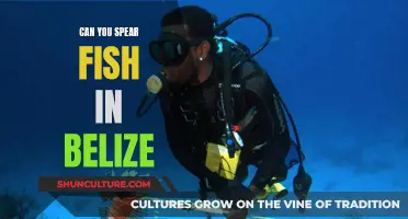 Spearfishing in Belize: What You Need to Know