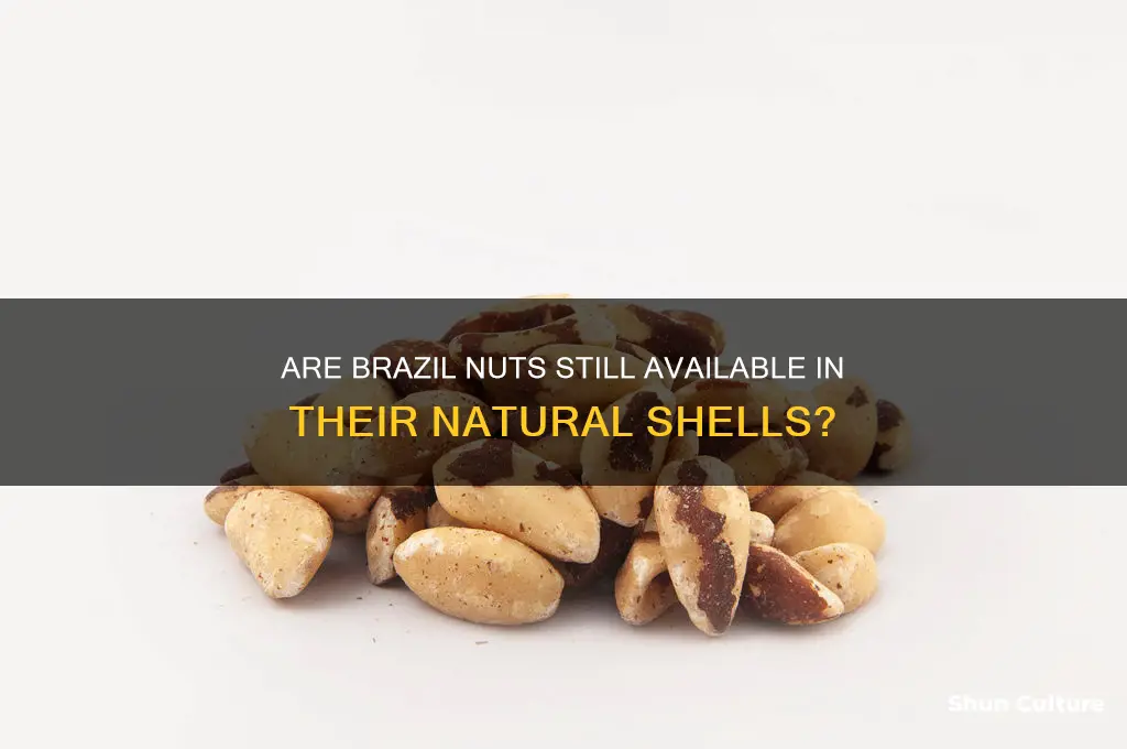 can you still buy brazil nuts in shells