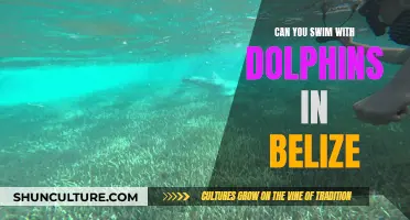 Swimming with Dolphins in Belize: An Unforgettable Experience