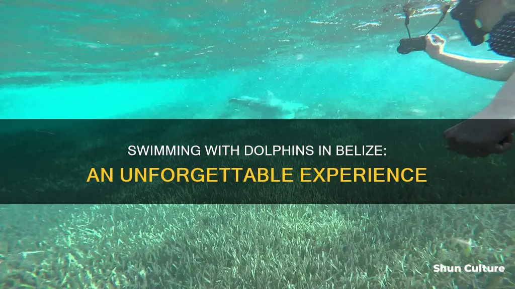 can you swim with dolphins in belize