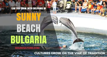 Discover Dolphin Encounters at Sunny Beach, Bulgaria