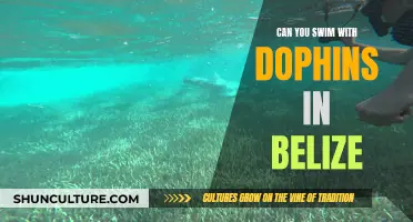 Swimming with Dolphins in Belize: An Unforgettable Experience