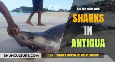 Swim with Sharks in Antigua: Safe Adventure or Risky Thrill?
