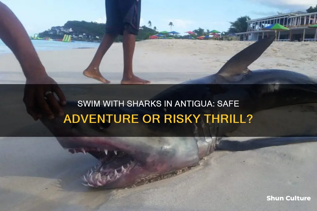 can you swim with sharks in antigua