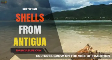 Can You Take Shells from Antigua? Travel Rules and Tips