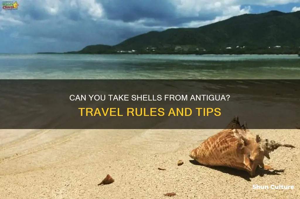 can you take shells from antigua