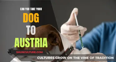 Traveling to Austria? Here's How to Take Your Dog