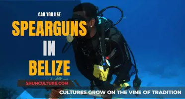 Speargun Fishing in Belize: What's the Law?