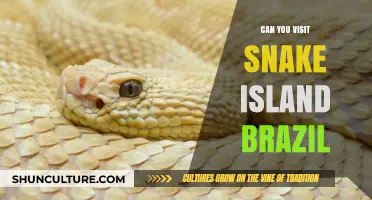 Exploring Snake Island Brazil: Can Tourists Safely Visit This Venomous Paradise?