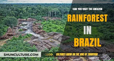 Exploring Brazil's Amazon Rainforest: A Guide to Visiting This Natural Wonder